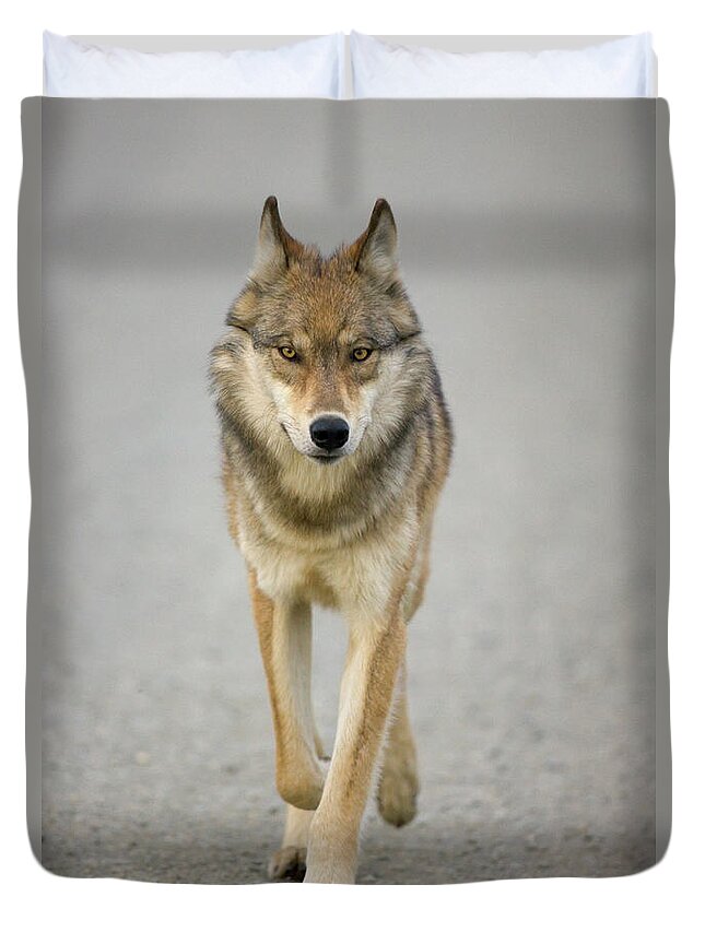 00440973 Duvet Cover featuring the photograph Gray Wolf in Denali by Yva Momatiuk John Eastcott