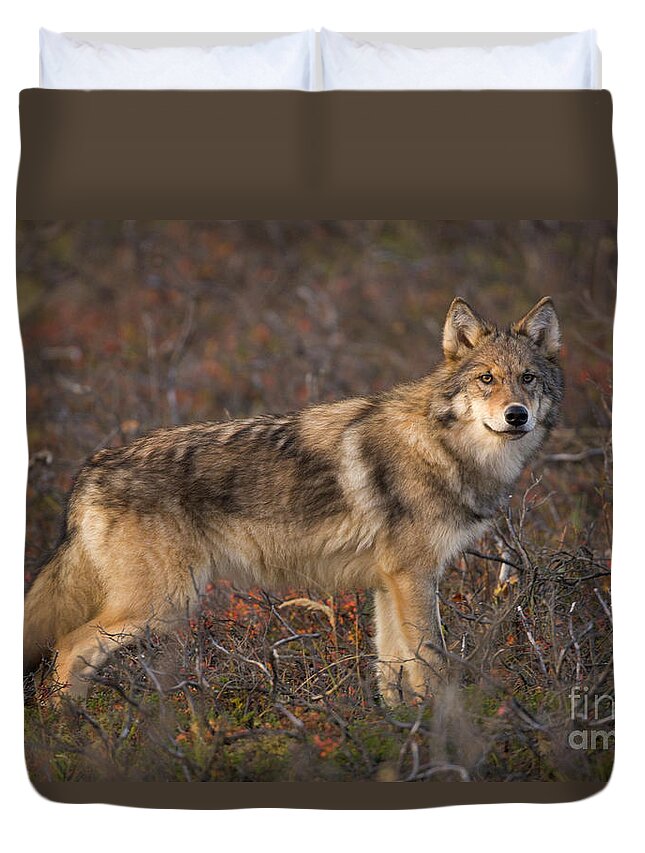 00440938 Duvet Cover featuring the photograph Gray Wolf On Tundra in Denali by Yva Momatiuk John Eastcott