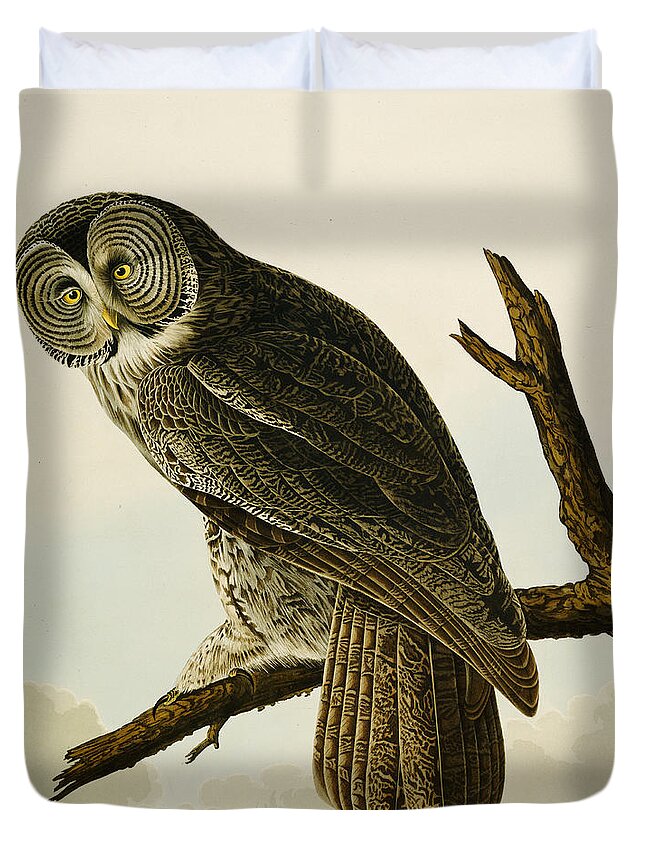 Owl Duvet Cover featuring the painting Great Cinereous Owl by John James Audubon