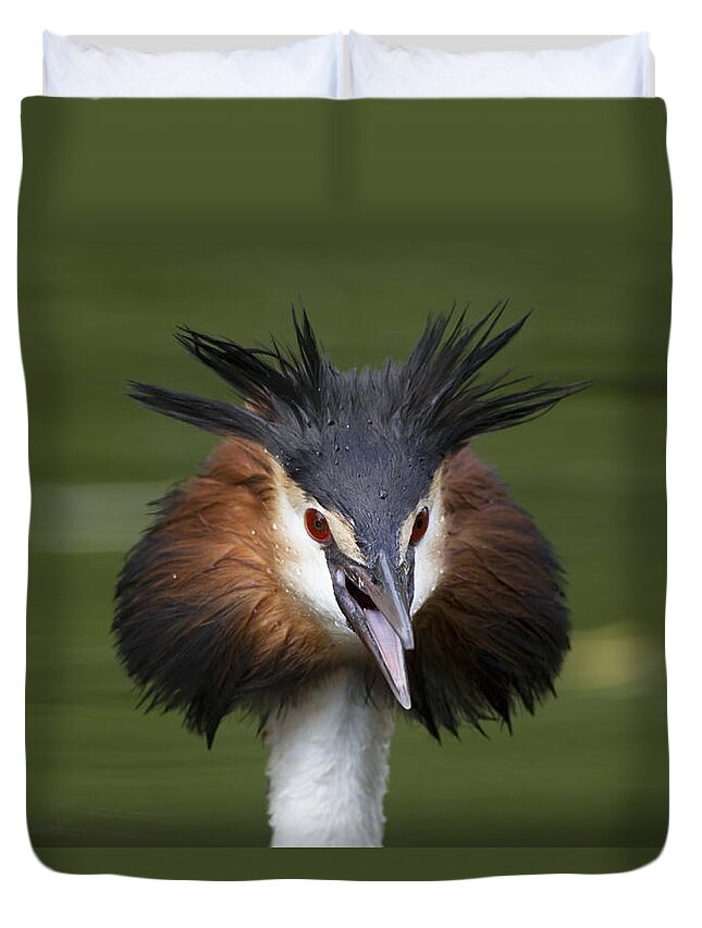 Flpa Duvet Cover featuring the photograph Great Crested Grebe Threat Display by Dickie Duckett