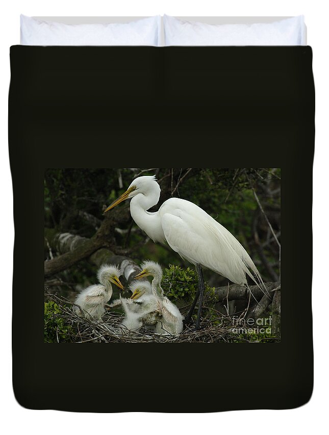 Great Egret Family Duvet Cover featuring the photograph Great Egret With Young by Bob Christopher