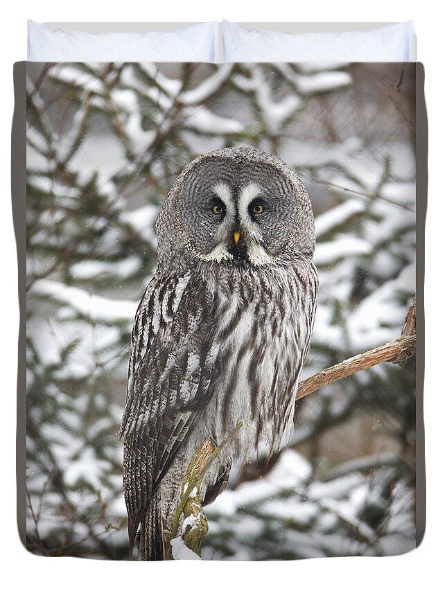 Feb0514 Duvet Cover featuring the photograph Great Gray Owl In A Tree Germany by Duncan Usher