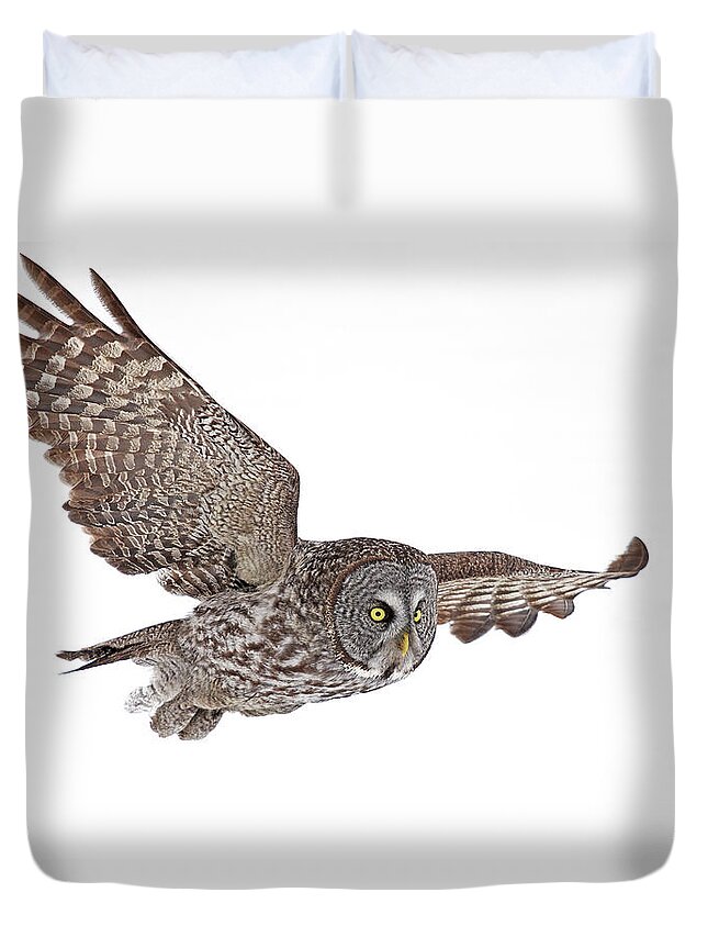 White Background Duvet Cover featuring the photograph Great Grey Flyby by Jim Cumming