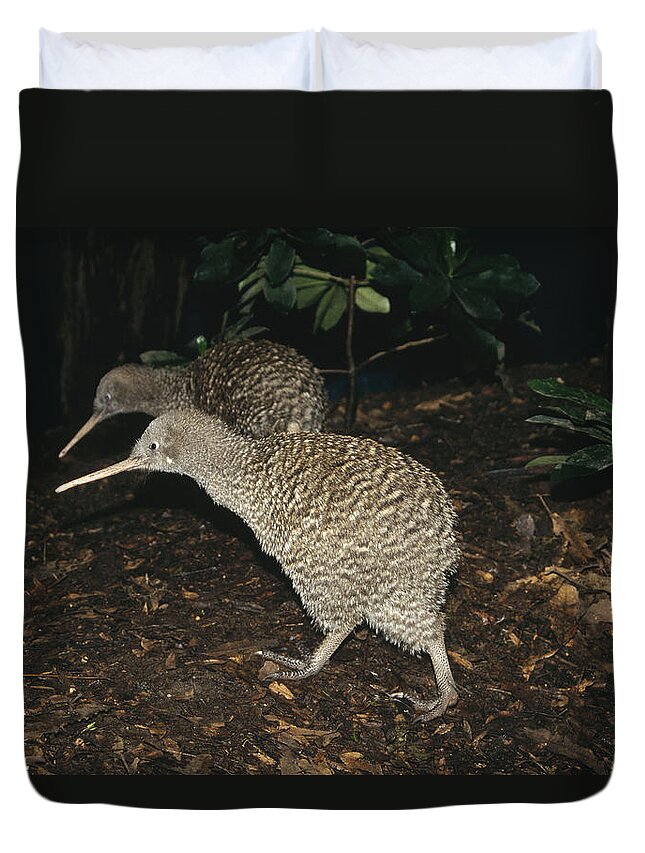 Feb0514 Duvet Cover featuring the photograph Great Spotted Kiwi Breeding Pair New by Tui De Roy