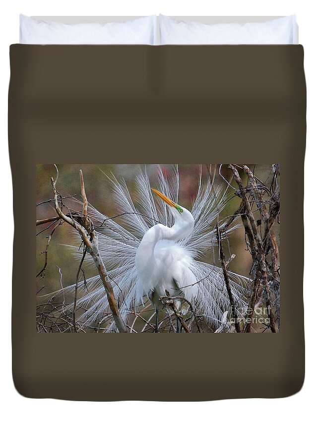 Birds Duvet Cover featuring the photograph Great White Egret With Breeding Plumage by Kathy Baccari