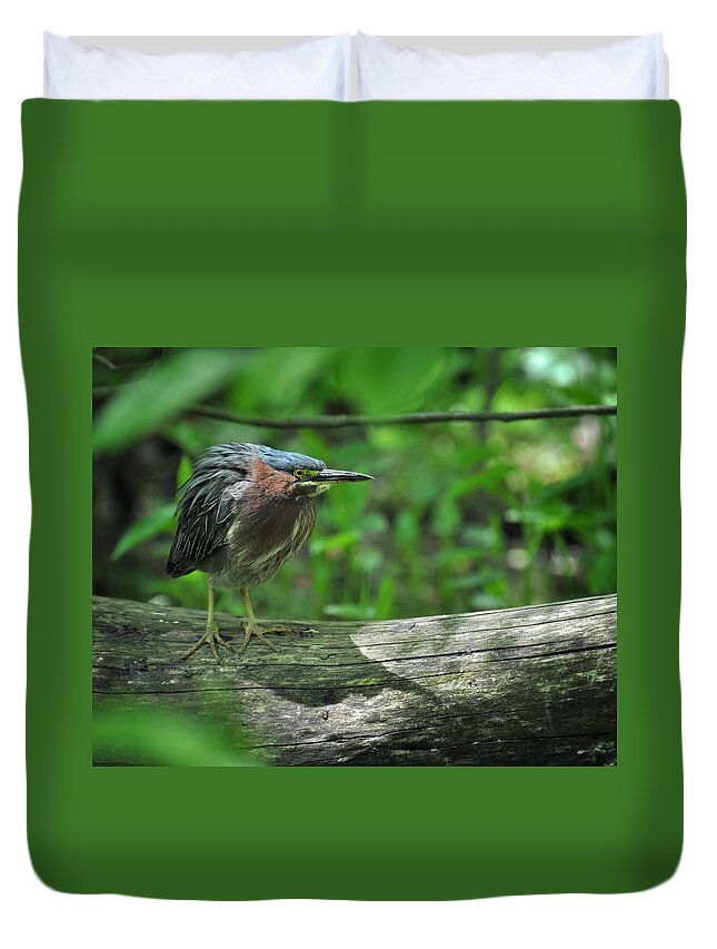 Green Backed Heron Duvet Cover featuring the photograph Green Backed Heron at the Swamp by Rebecca Sherman