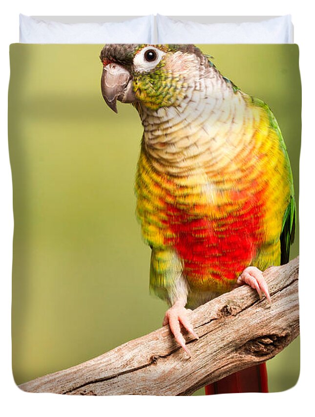 Green-cheeked Conure Duvet Cover featuring the photograph Green-cheeked Conure Pyrrhura Molinae by David Kenny
