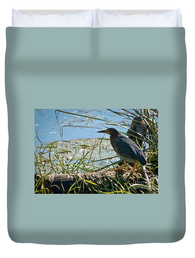 Green Heron Duvet Cover featuring the photograph Green Heron by Cheryl Baxter