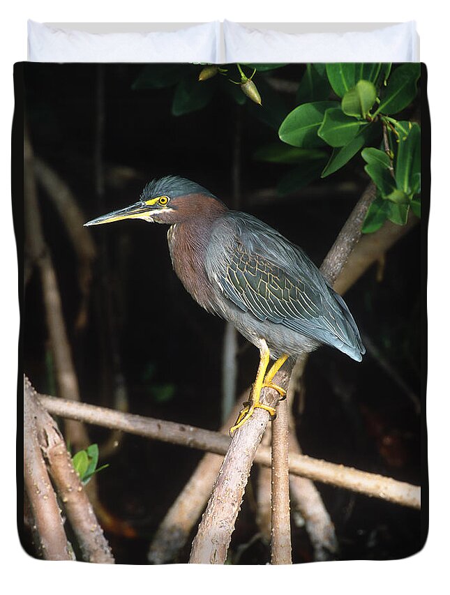 Feb0514 Duvet Cover featuring the photograph Green Heron On Mangrove Roots Florida by Tom Vezo