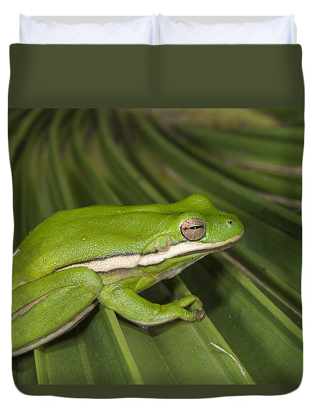 Pete Oxford Duvet Cover featuring the photograph Green Tree Frog Little St Simons Island by Pete Oxford