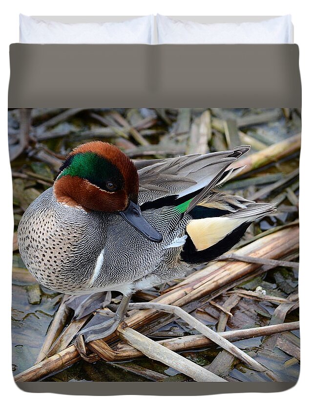 Green-winged Teal Duvet Cover featuring the photograph Green-winged Teal by Debra Martz