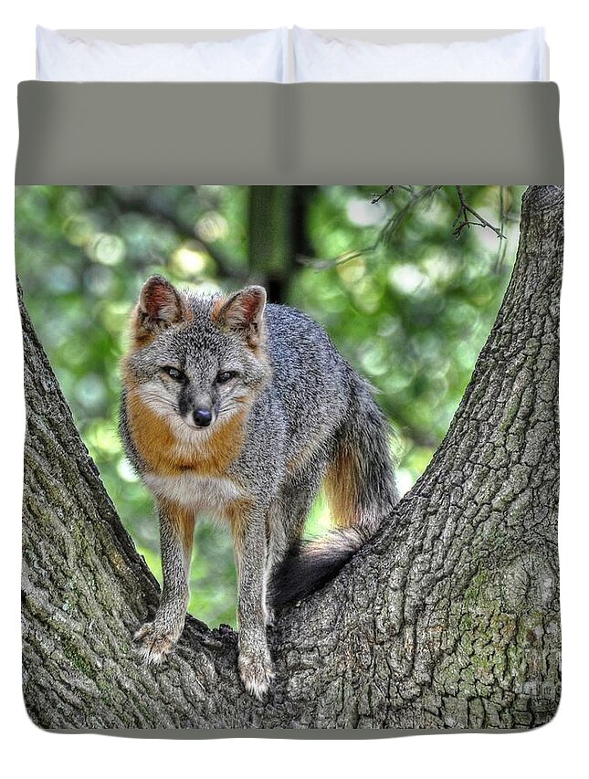 Fox Duvet Cover featuring the photograph Grey Fox In A Tree by Kathy Baccari
