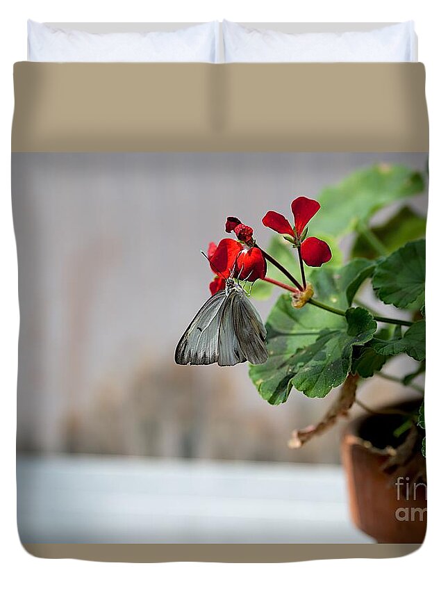 Butterflies Duvet Cover featuring the photograph Grey by Joseph Yarbrough