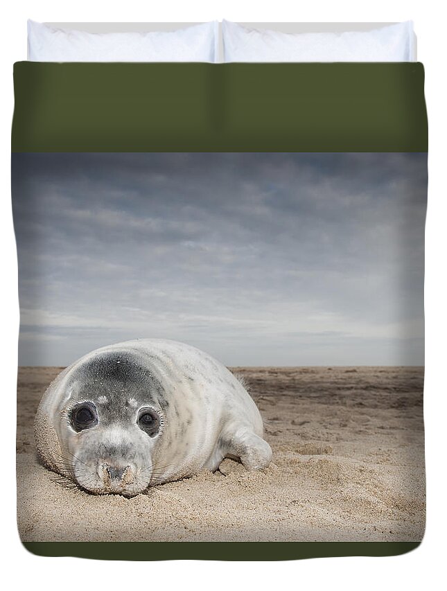 Kyle Moore Duvet Cover featuring the photograph Grey Seal On Beach Norfolk England by Kyle Moore