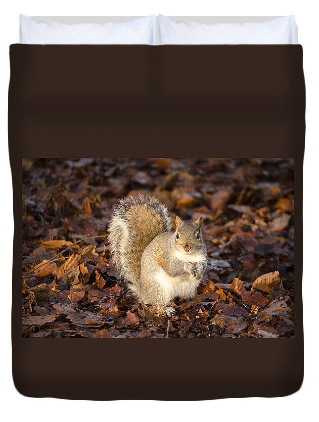 Squirrel Duvet Cover featuring the photograph Grey squirrel by Spikey Mouse Photography