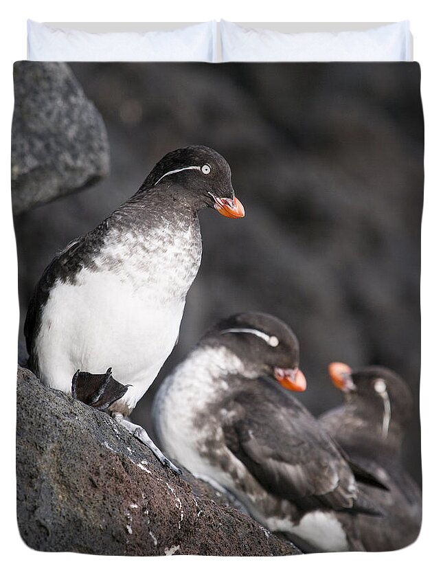 View Duvet Cover featuring the photograph Group Of Parakeet Auklets, St. Paul by John Gibbens