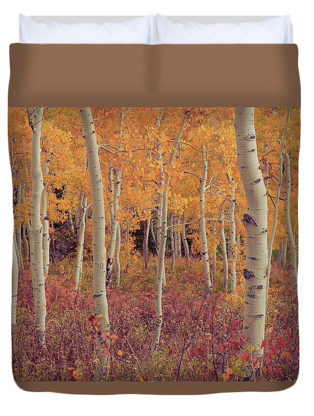 Tranquility Duvet Cover featuring the photograph Grove Of Aspen Trees With Fall Colors by Karen Desjardin