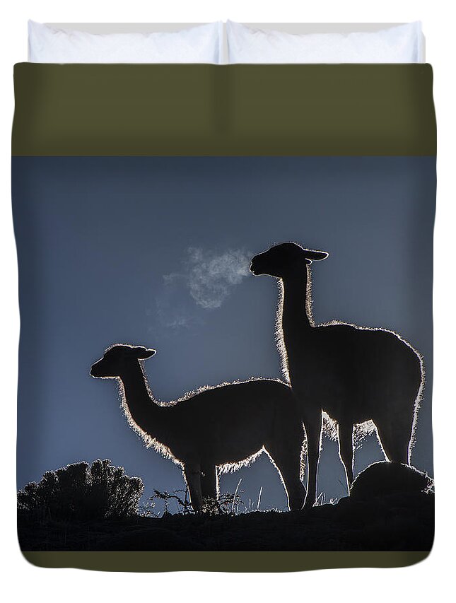 Pete Oxford Duvet Cover featuring the photograph Guanaco Pair Torres Del Paine Np by Pete Oxford