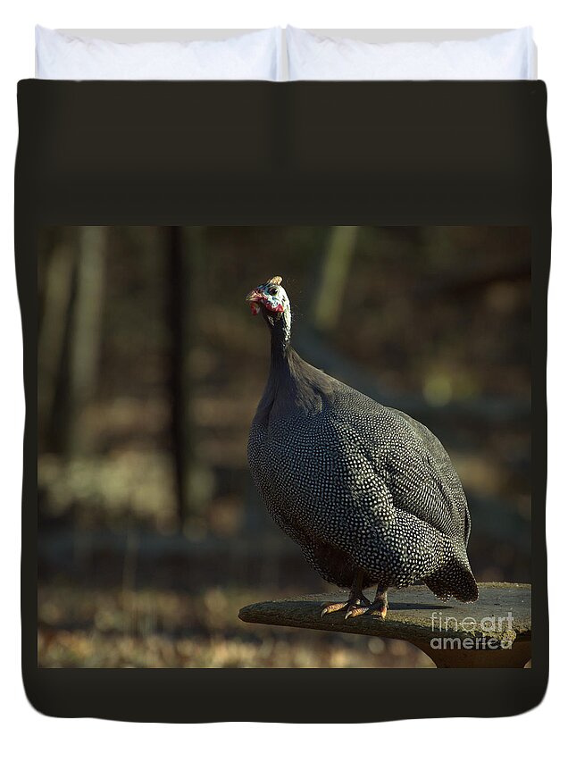Bird Duvet Cover featuring the photograph Guinea Chicken by Donna Brown