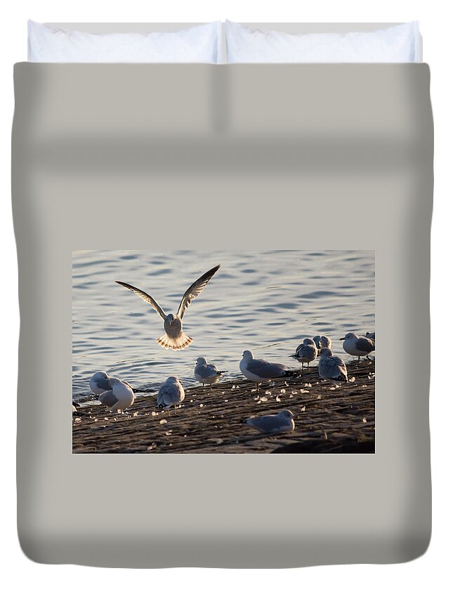 Gull Duvet Cover featuring the photograph Gull Landing in Marietta by Holden The Moment