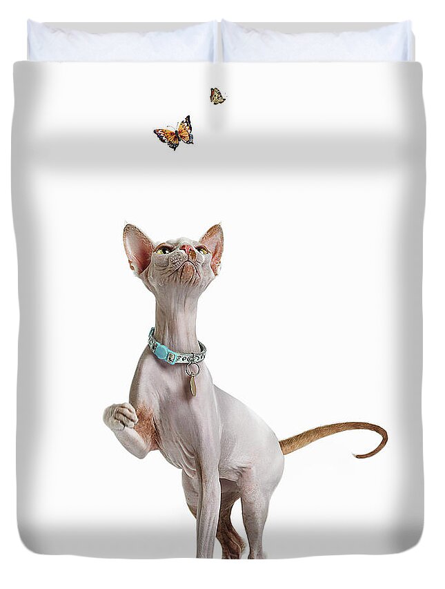 Pets Duvet Cover featuring the photograph Hairless Cat And Butterflies by Gandee Vasan