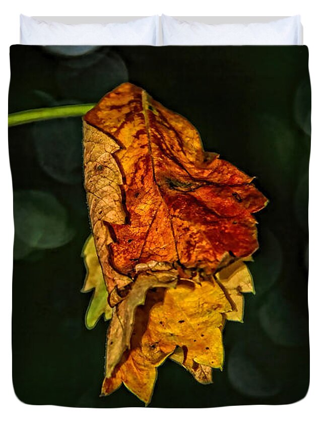 Fall Leaves Photograph Duvet Cover featuring the photograph Hanging Gold framed by Lucy VanSwearingen