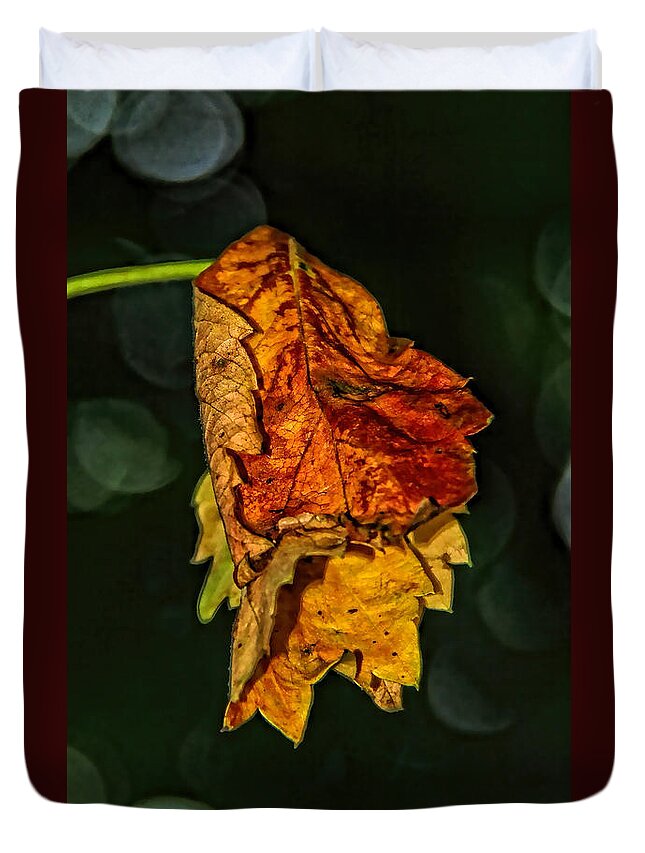 Fall Duvet Cover featuring the photograph Hanging Gold by Lucy VanSwearingen