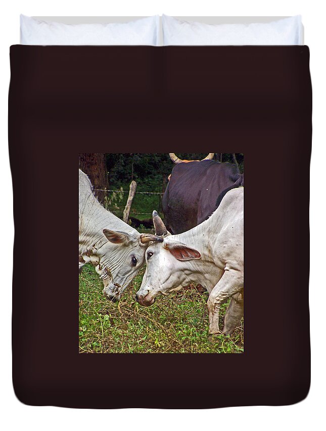 Cows Duvet Cover featuring the photograph Head strong by Jennifer Robin