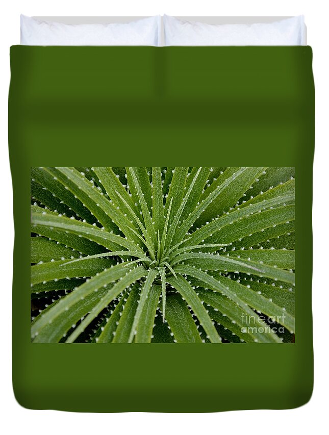 Growth Duvet Cover featuring the photograph Hechtia Argentea by Scott Lyons