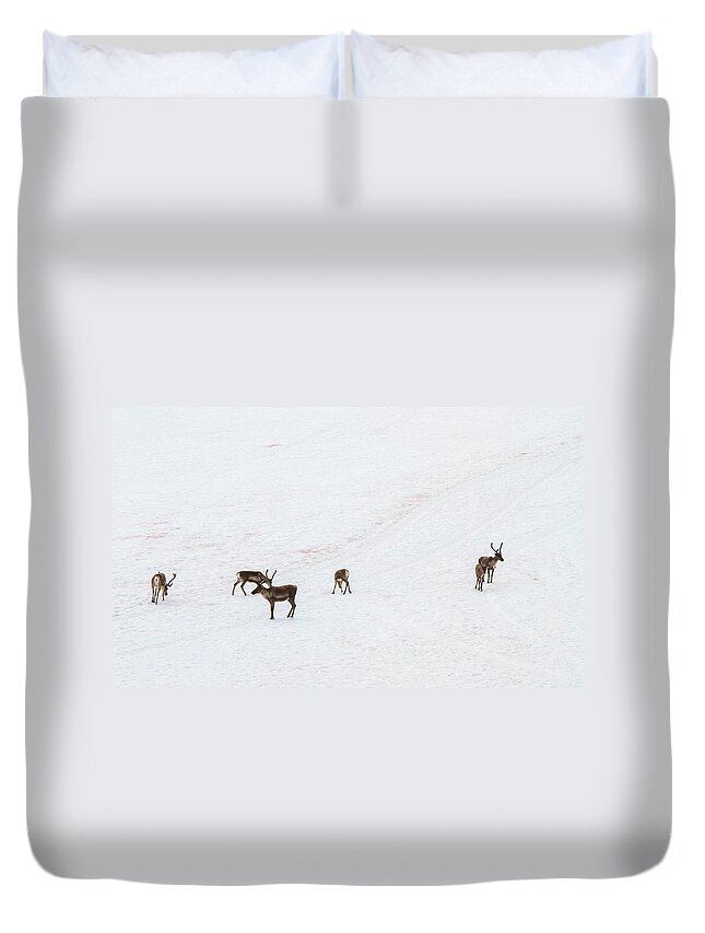Lom Duvet Cover featuring the photograph Herd Of Reindeer On The Glacier by By Pinnati Photography