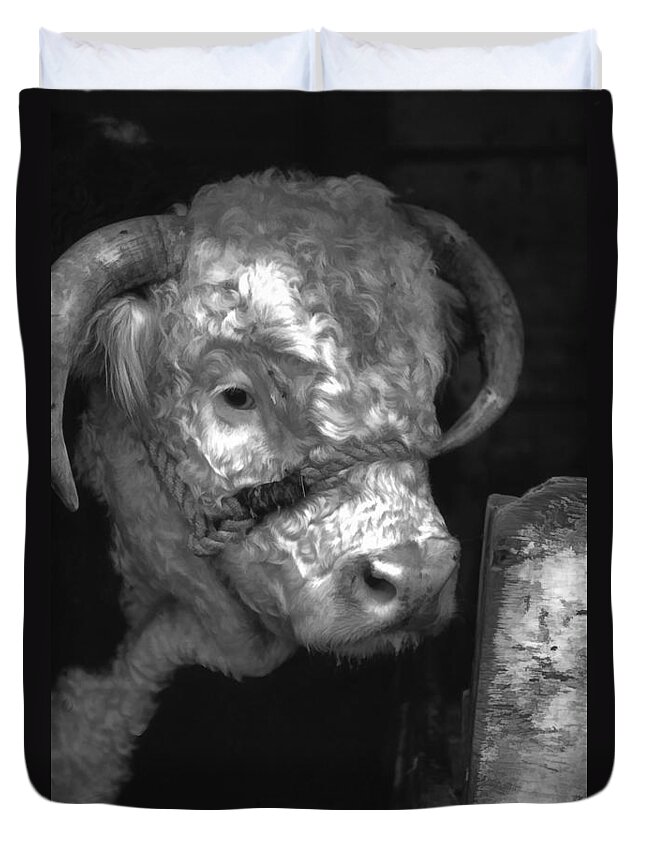 Hereford Cow Duvet Cover featuring the photograph Hereford Bull in black and white by Cathy Anderson