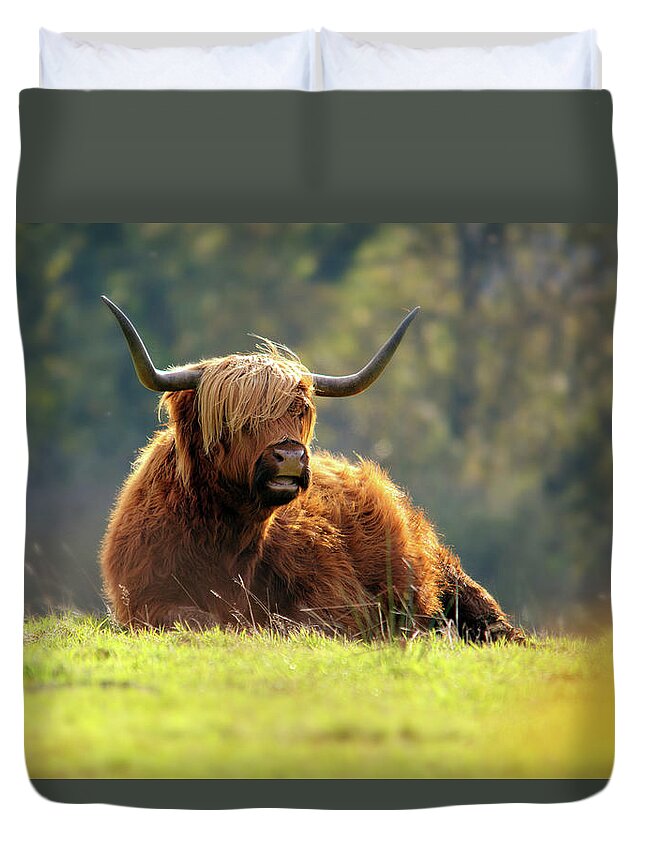 Grass Duvet Cover featuring the photograph Highland Cattle Resting by Andrew Thomas