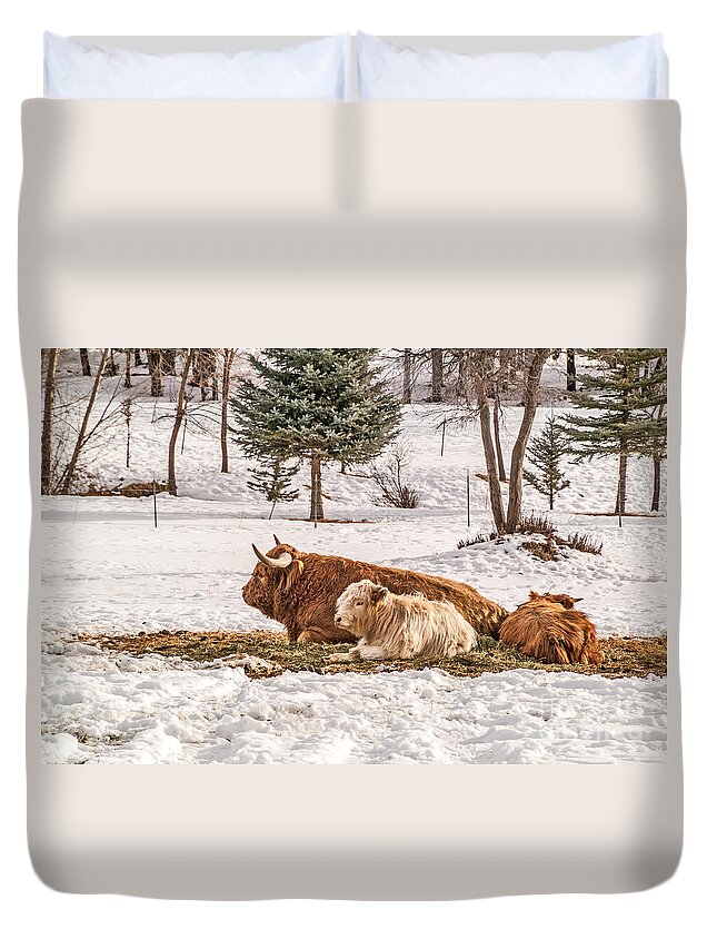 Montana Duvet Cover featuring the photograph Highland Cow with Calves by Sue Smith