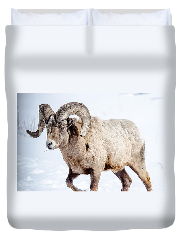 Big Horn Sheep Duvet Cover featuring the photograph Big Horns on this Big Horn Sheep by Roxy Hurtubise