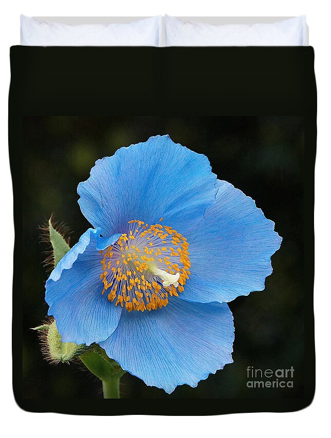 Himalayan Blue Poppy Duvet Cover featuring the photograph Himalayan Gift -- Meconopsis Poppy by Byron Varvarigos