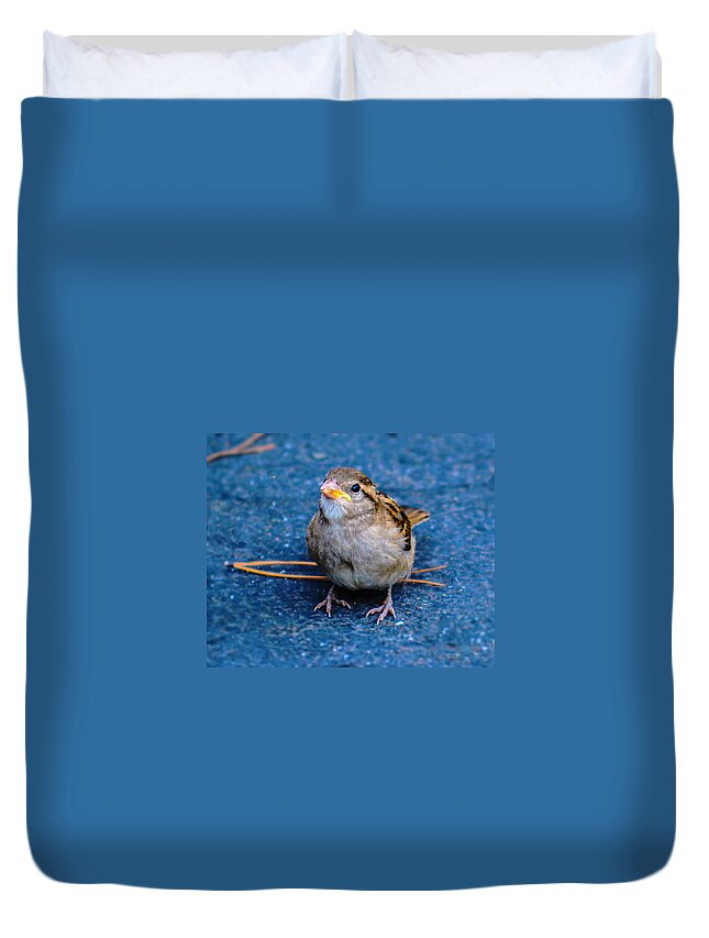 House Sparrow Duvet Cover featuring the photograph His Eye Is On the Sparrow by Brian Tada