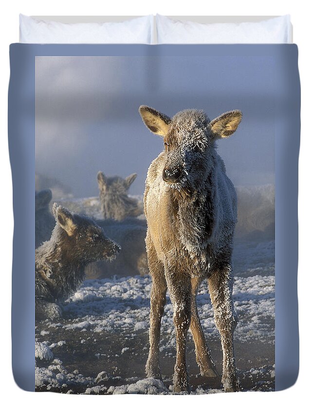 Yellowstone Duvet Cover featuring the photograph Hoarfrosted Elk Calf by Sandra Bronstein
