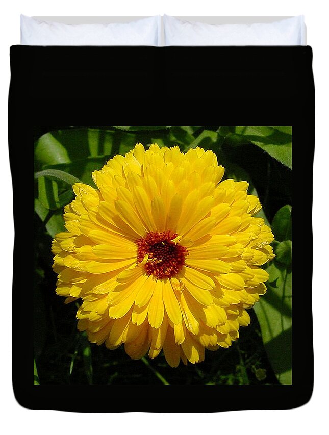 Flower Duvet Cover featuring the photograph Holligold Blossoming Yellow Pot Marigold Flower by Taiche Acrylic Art