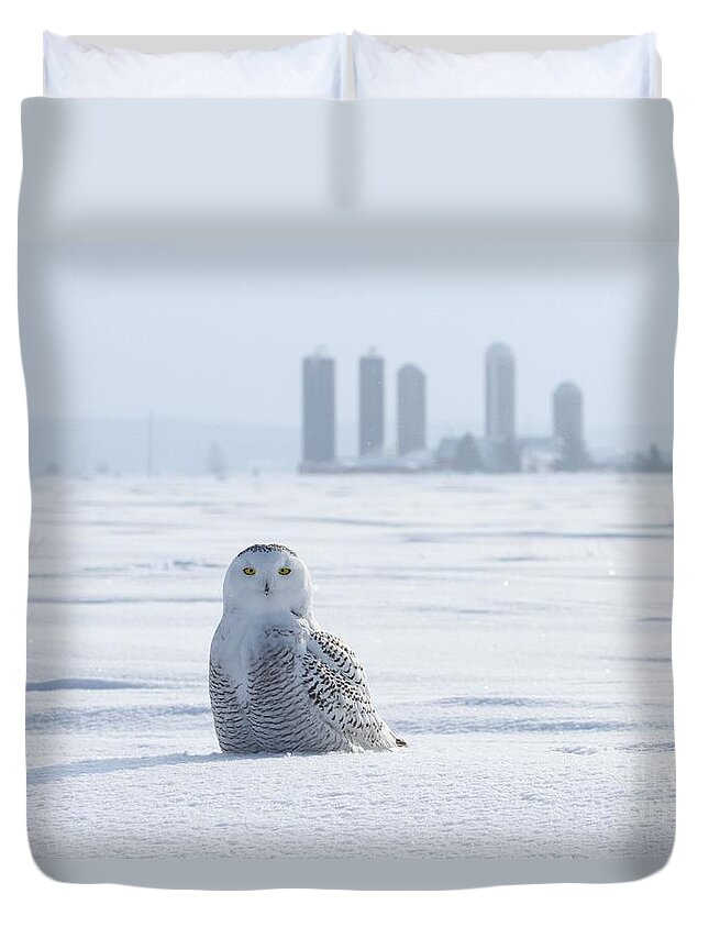 Snowy Owls Duvet Cover featuring the photograph Home away from home by Heather King