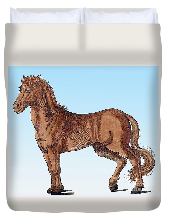 Science Duvet Cover featuring the photograph Horse Historiae Animalium by Science Source