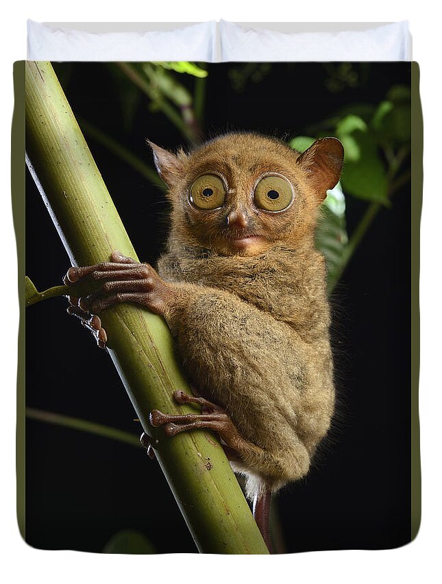 Ch'ien Lee Duvet Cover featuring the photograph Horsfields Tarsier Kuching Malaysia by Ch'ien Lee