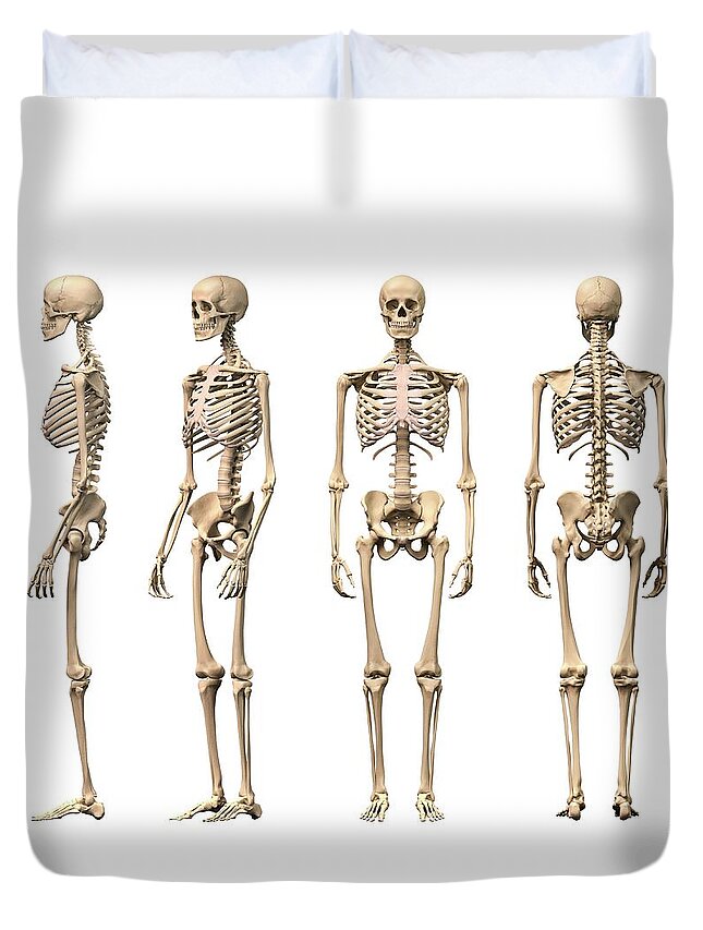 White Background Duvet Cover featuring the digital art Human Skeleton, Artwork by Leonello Calvetti