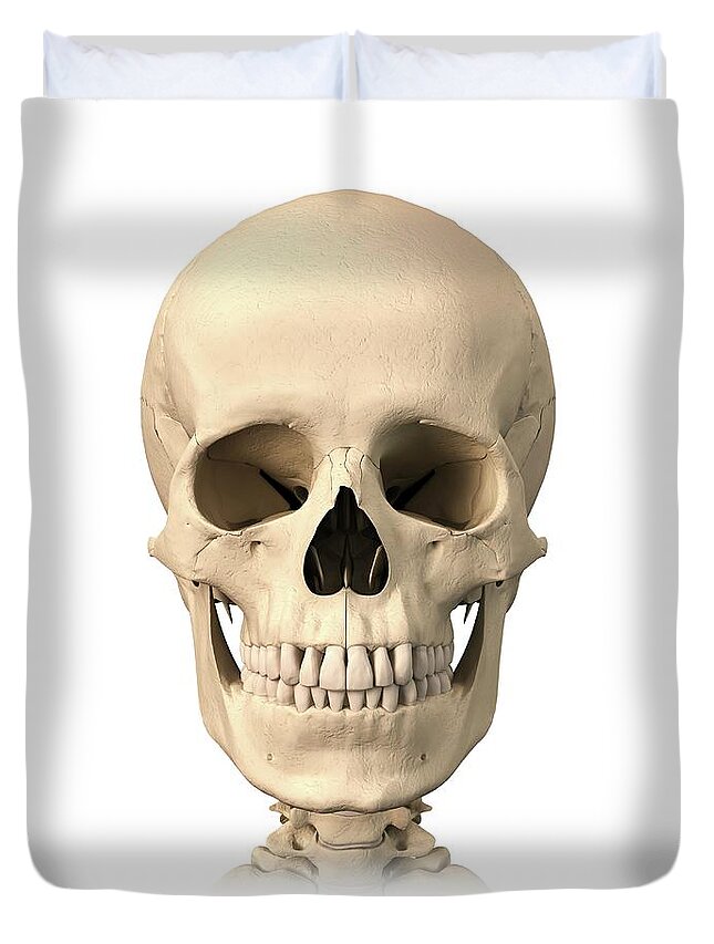 White Background Duvet Cover featuring the digital art Human Skull, Artwork by Science Photo Library - Leonello Calvetti