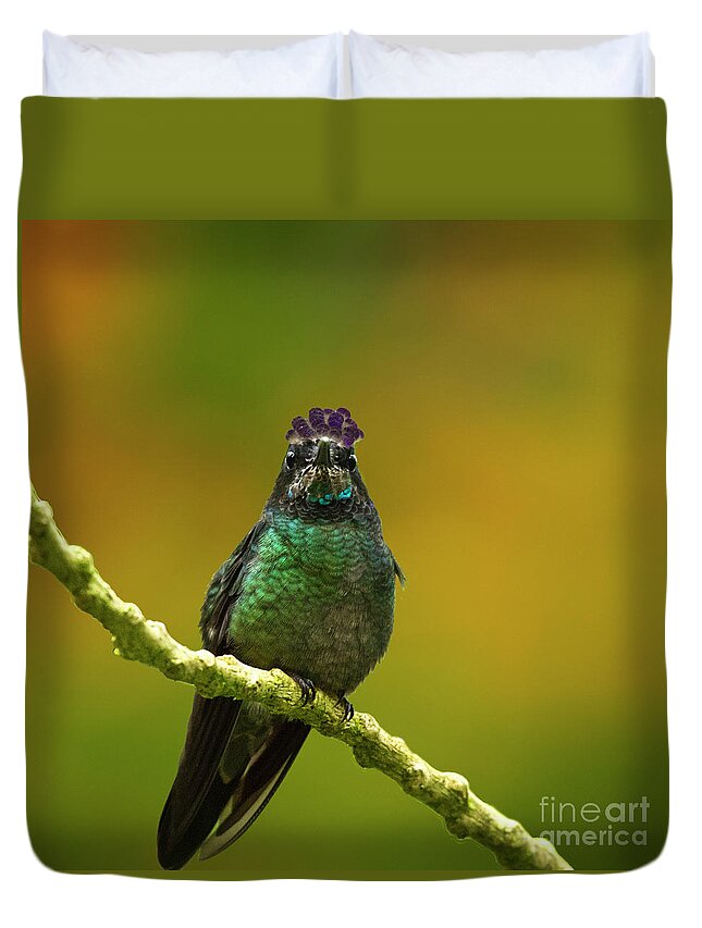 Magnificent Hummingbird Duvet Cover featuring the photograph Hummingbird with a lilac Crown by Heiko Koehrer-Wagner