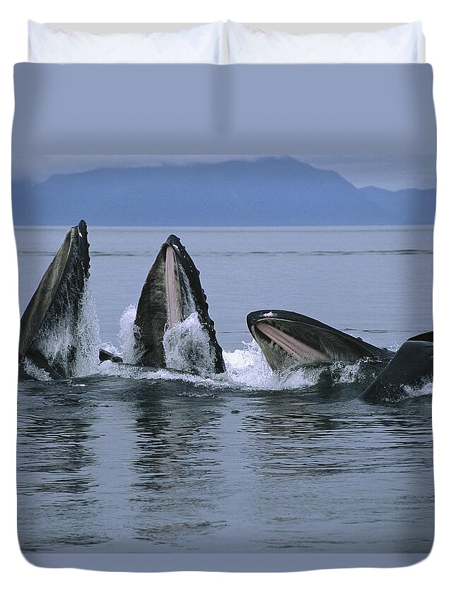 Feb0514 Duvet Cover featuring the photograph Humpback Whales Gulp Feeding Southeast by Flip Nicklin