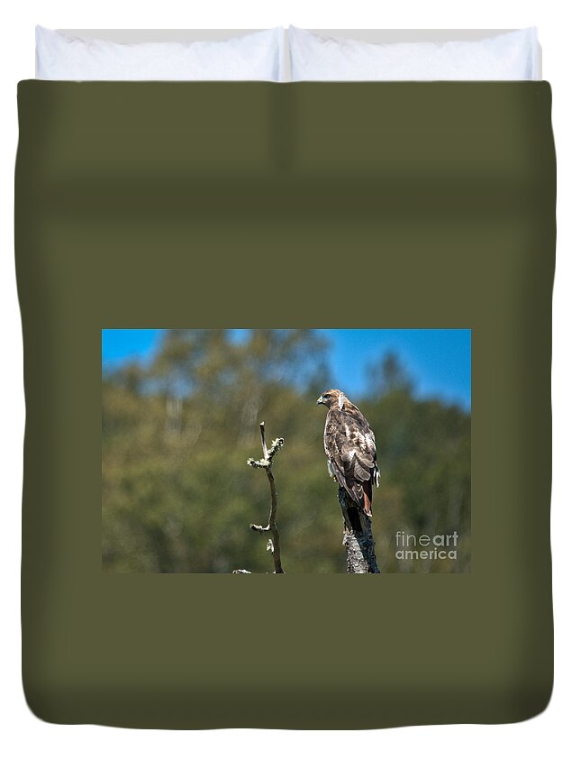  Duvet Cover featuring the photograph Hunting Red Tail by Cheryl Baxter