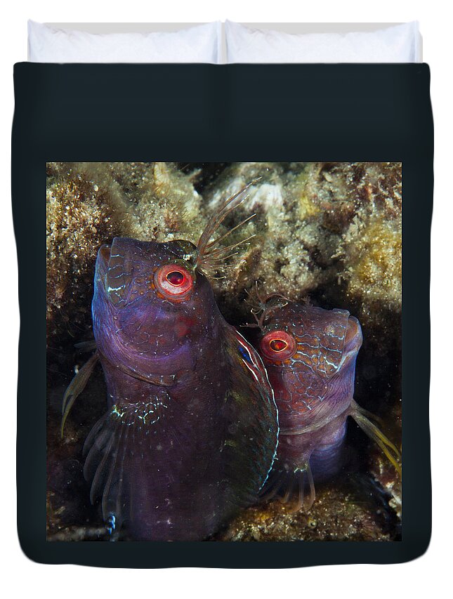 Underwater Duvet Cover featuring the photograph Husband And Wife by Sandra Edwards