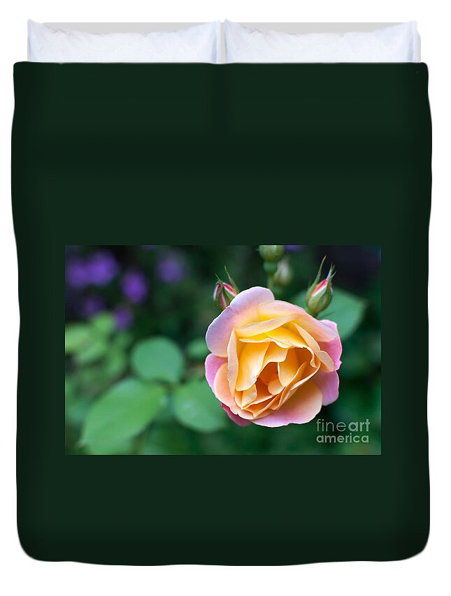 Garden Duvet Cover featuring the photograph Hybrid Tea Rose by Matt Malloy