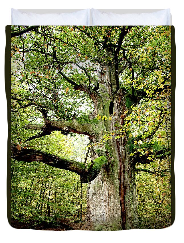 Oak Duvet Cover featuring the photograph I am nearly 1000 years old by Heiko Koehrer-Wagner