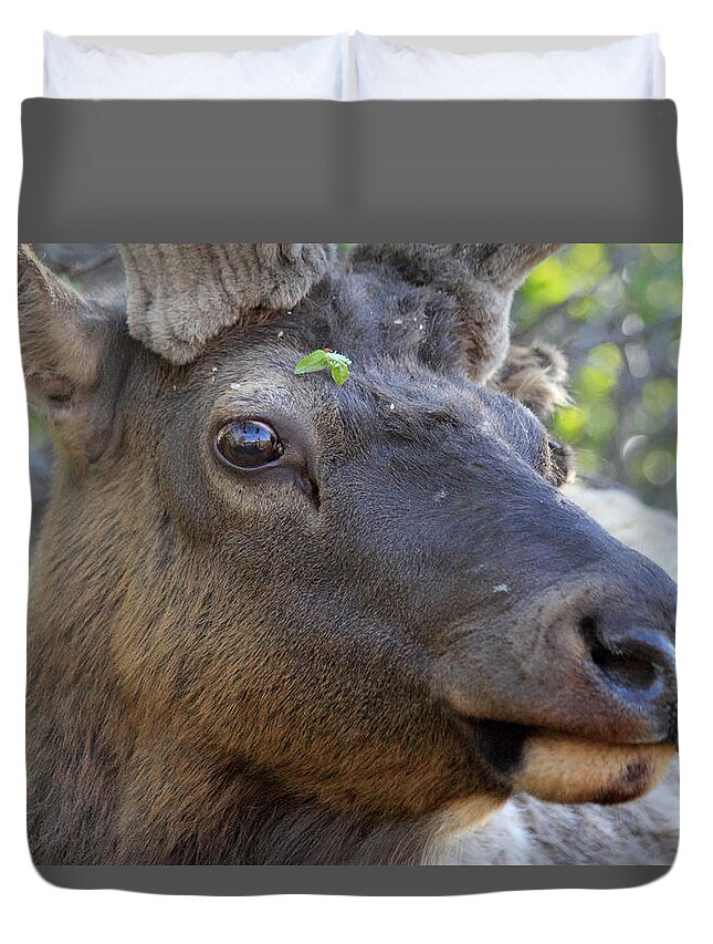 Elk Duvet Cover featuring the photograph I Have What On My Face? by Shane Bechler